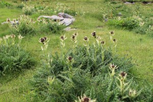 cirsium spinosissimum (4) (1200 x 800).jpg_product